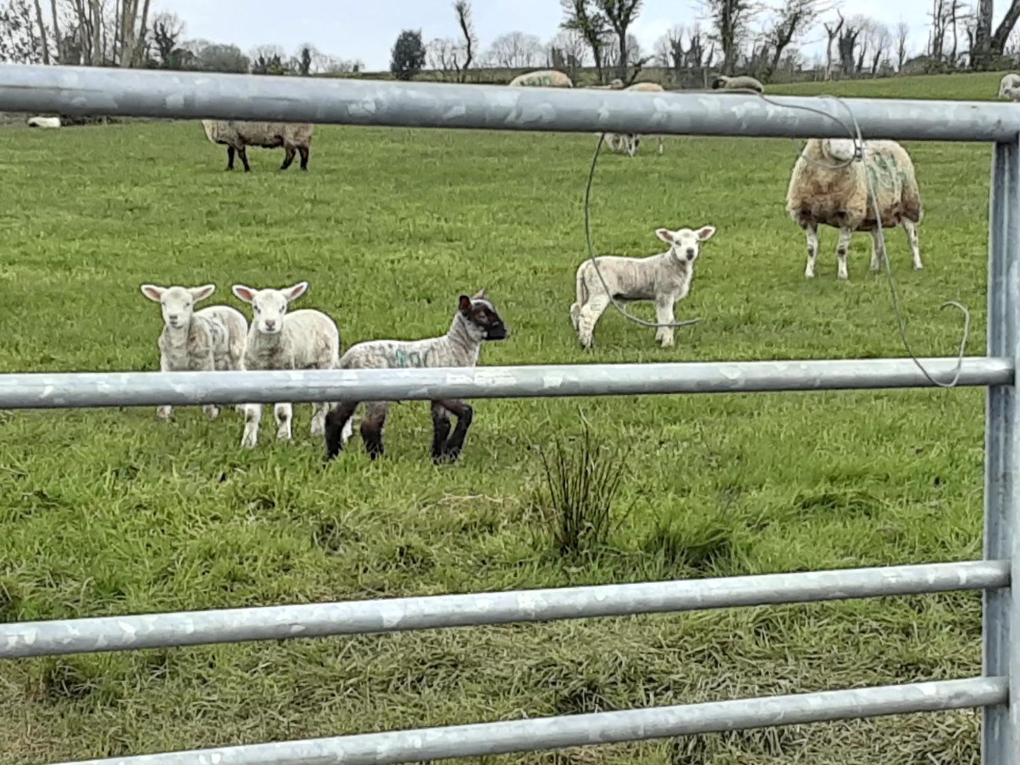 Hawthorn Lodge Belturbet Luaran gambar